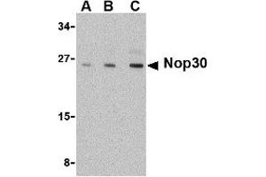 Western Blotting (WB) image for anti-Nucleolar Protein 3 (Apoptosis Repressor with CARD Domain) (NOL3) (C-Term) antibody (ABIN1030548) (NOL3 antibody  (C-Term))