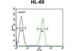 Flow cytometric analysis of HL-60 cells using OR2F2 Antibody (C-term) Cat. (OR2F2 antibody  (C-Term))