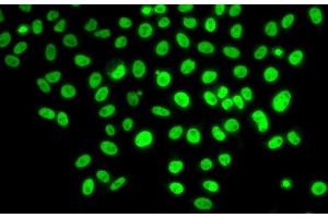 Immunofluorescence (IF) image for anti-Polymerase (DNA-Directed), delta 3, Accessory Subunit (POLD3) antibody (ABIN7263229)