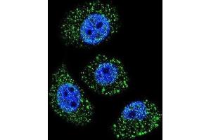 Immunofluorescence (IF) image for anti-Myosin Binding Protein H-Like (MYBPHL) antibody (ABIN2996396)