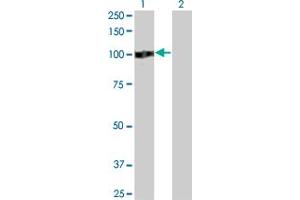 Western Blot analysis of ZHX2 expression in transfected 293T cell line by ZHX2 monoclonal antibody (M01), clone 5E2.