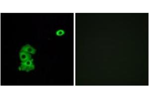 Immunofluorescence analysis of A549 cells, using OR4C6 Antibody. (OR4C6 antibody  (AA 193-242))