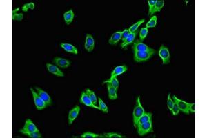 Immunofluorescent analysis of HepG2 cells using ABIN7151097 at dilution of 1:100 and Alexa Fluor 488-congugated AffiniPure Goat Anti-Rabbit IgG(H+L) (PDZRN3 antibody  (AA 133-404))
