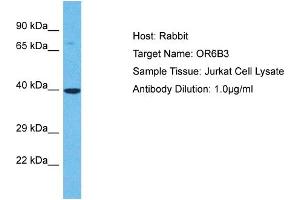 Host: Rabbit Target Name: OR6B3 Sample Type: Jurkat Whole Cell lysates Antibody Dilution: 1. (OR6B3 antibody  (C-Term))