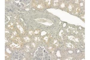 ABIN6264012 and ABIN6273286 at 1/100 staining human normal kidney tissue by IHC-P. (PAFAH2 antibody  (Internal Region))