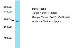 Host: Rabbit Target Name: NUGGC Sample Type: PANC1 Whole Cell lysates Antibody Dilution: 1. (C8orf80 antibody  (C-Term))