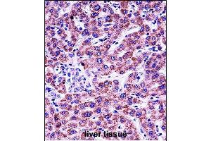 GYPB Antibody (Center) (ABIN657621 and ABIN2846617) immunohistochemistry analysis in formalin fixed and paraffin embedded human liver tissue followed by peroxidase conjugation of the secondary antibody and DAB staining. (CD235b/GYPB antibody  (AA 22-51))