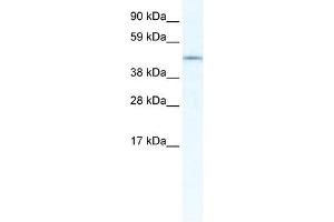 IRX3 antibody (20R-1124) used at 0. (IRX3 antibody  (N-Term))