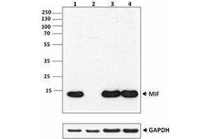 Western Blotting (WB) image for anti-Macrophage Migration Inhibitory Factor (Glycosylation-Inhibiting Factor) (MIF) antibody (ABIN2665273) (MIF antibody)