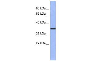 Western Blotting (WB) image for anti-Wingless-Type MMTV Integration Site Family, Member 4 (WNT4) (Middle Region) antibody (ABIN2779469)