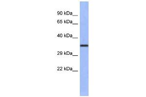 WB Suggested Anti-WNT4 Antibody Titration:  0. (WNT4 antibody  (Middle Region))