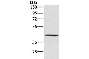 Western Blot analysis of 231 cell using SCPEP1 Polyclonal Antibody at dilution of 1:300