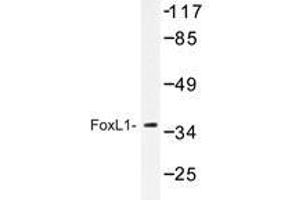 Western blot analysis of FoxL1 antibody in extracts from COS-7. (FOXL1 antibody)