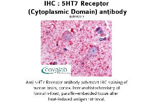 Image no. 1 for anti-5-Hydroxytryptamine (serotonin) Receptor 7 (Adenylate Cyclase-Coupled) (HTR7) (3rd Cytoplasmic Domain) antibody (ABIN1731382) (HTR7 antibody  (3rd Cytoplasmic Domain))
