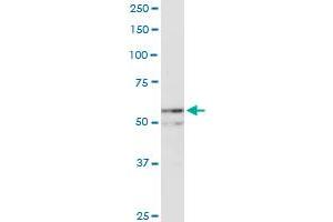 NUP54 MaxPab rabbit polyclonal antibody. (NUP54 antibody  (AA 1-507))