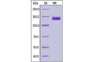 SDS-PAGE (SDS) image for CD70 Molecule (CD70) (AA 52-193) (Active) protein (Fc Tag) (ABIN6952263)