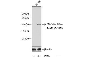 Western blot analysis of extracts of HL60 cell lines using Phospho-MAP2K6(S207)/MAP2K3(S189) Polyclonal Antibody. (MAP2K6 antibody  (pSer189, pSer207))