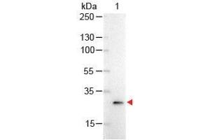 Western Blot of Mouse anti-GFP Antibody Alkaline Phosphatase Conjugated. (GFP antibody  (AA 246) (Alkaline Phosphatase (AP)))