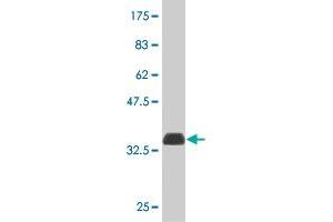 Western Blot detection against Immunogen (33. (ATOX1 antibody  (AA 1-68))