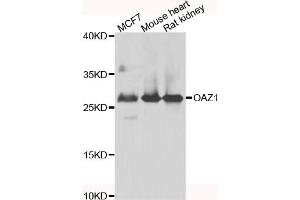 Western blot analysis of extracts of various cell lines, using OAZ1 antibody (ABIN5975538) at 1/1000 dilution. (OAZ1 antibody)