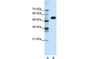 WB Suggested Anti-CLCNKB Antibody Titration:  0. (CLCNKB antibody  (N-Term))