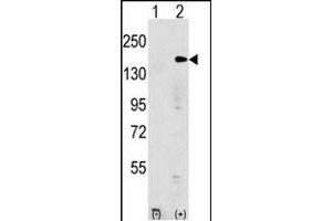 Western blot analysis of EHMT1 (arrow) using rabbit polyclonal EHMT1 Antibody (N-term) (ABIN387854 and ABIN2844016). (EHMT1 antibody  (N-Term))