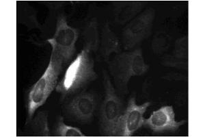 Immunofluorescence (IF) image for anti-Cyclin B1 (CCNB1) (AA 1-21) antibody (ABIN967426) (Cyclin B1 antibody  (AA 1-21))