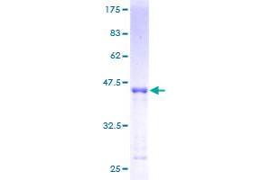 MRPS27 Protein (AA 51-168) (GST tag)