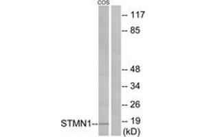 Western blot analysis of extracts from COS7 cells, treated with PMA 1ng/ml 15', using Stathmin 1 (Ab-24) Antibody. (Stathmin 1 antibody  (AA 9-58))