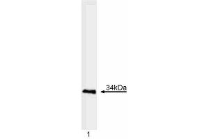 Western blot analysis of Myogenin. (Myogenin antibody  (AA 30-224))