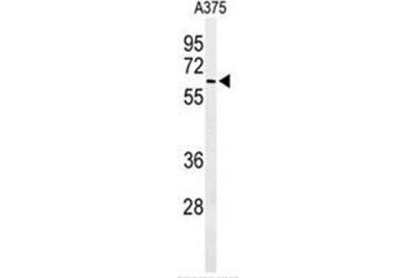 ALG10 antibody  (N-Term)