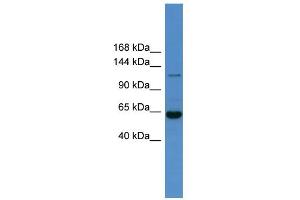 WB Suggested Anti-Hdac6 Antibody Titration:  0. (HDAC6 antibody  (N-Term))