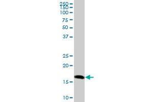 PRDX5 MaxPab polyclonal antibody. (Peroxiredoxin 5 antibody  (AA 1-214))