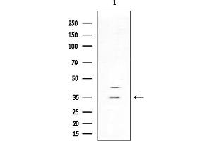 anti-Olfactory Receptor, Family 13, Subfamily H, Member 1 (OR13H1) (C-Term) antibody