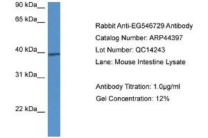 Western Blotting (WB) image for anti-Calcium Homeostasis Modulator 1 (CALHM1) (C-Term) antibody (ABIN2781845) (CALHM1 antibody  (C-Term))