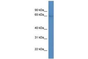 Image no. 1 for anti-Nuclear Receptor Subfamily 4, Group A, Member 1 (NR4A1) (AA 346-395) antibody (ABIN6746046)