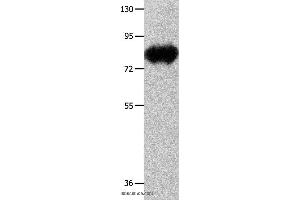 Western blot analysis of Mouse heart tissue, using ECE1 Polyclonal Antibody at dilution of 1:900 (ECE1 antibody)