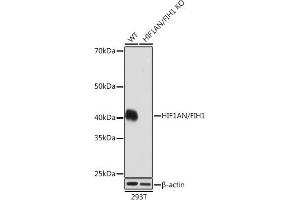 Western blot analysis of extracts from wild type (WT) and HIF1AN/FIH1 knockout (KO) 293T cells, using HIF1AN/FIH1 antibody (ABIN7267820) at 1:1000 dilution. (HIF1AN antibody)
