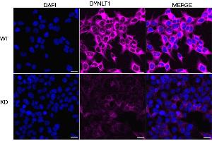 anti-Dynein, Light Chain, Tctex-Type 1 (DYNLT1) antibody