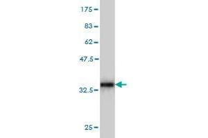 Western Blot detection against Immunogen (33. (UBL5 antibody  (AA 1-73))