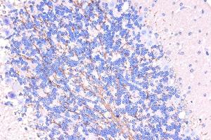 MANF antibody  (AA 25-182)