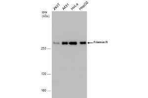 FLNB anticorps  (N-Term)