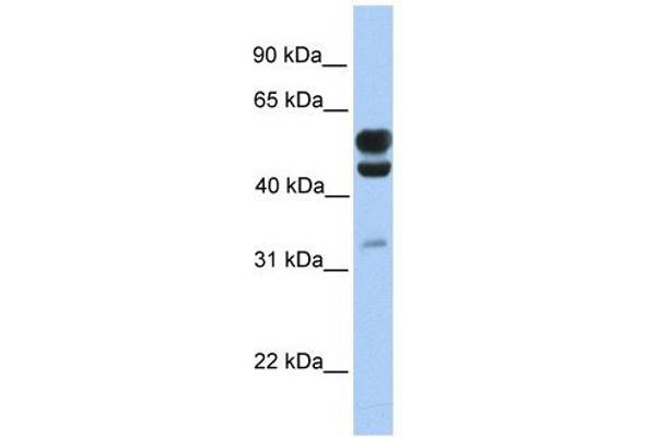 AER61 antibody  (C-Term)