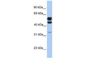 C3ORF64 antibody used at 1 ug/ml to detect target protein.
