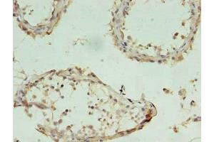 Immunohistochemistry of paraffin-embedded human testis tissue using ABIN7154130 at dilution of 1:100 (CHAC1 antibody  (AA 43-264))