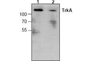 Image no. 1 for anti-Neurotrophic Tyrosine Kinase, Receptor, Type 1 (NTRK1) antibody (ABIN127050) (TRKA antibody)