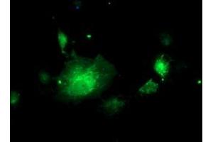 Anti-NIF3L1 mouse monoclonal antibody (ABIN2455121) immunofluorescent staining of COS7 cells transiently transfected by pCMV6-ENTRY NIF3L1 (RC200827). (NIF3L1 antibody)