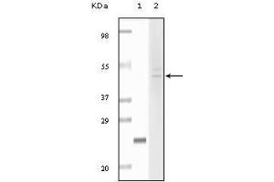 Western Blot showing Fibulin5 antibody used against truncated fibulin5 recombinant protein (1) and Hela cell lysate (2). (Fibulin 5 antibody)