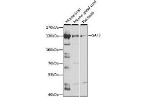 Western blot analysis of extracts of various cell lines, using SAFB antibody. (SAFB antibody  (AA 1-200))