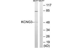 Western blot analysis of extracts from MCF-7 cells, using KCNG3 Antibody. (KCNG3 antibody  (AA 183-232))